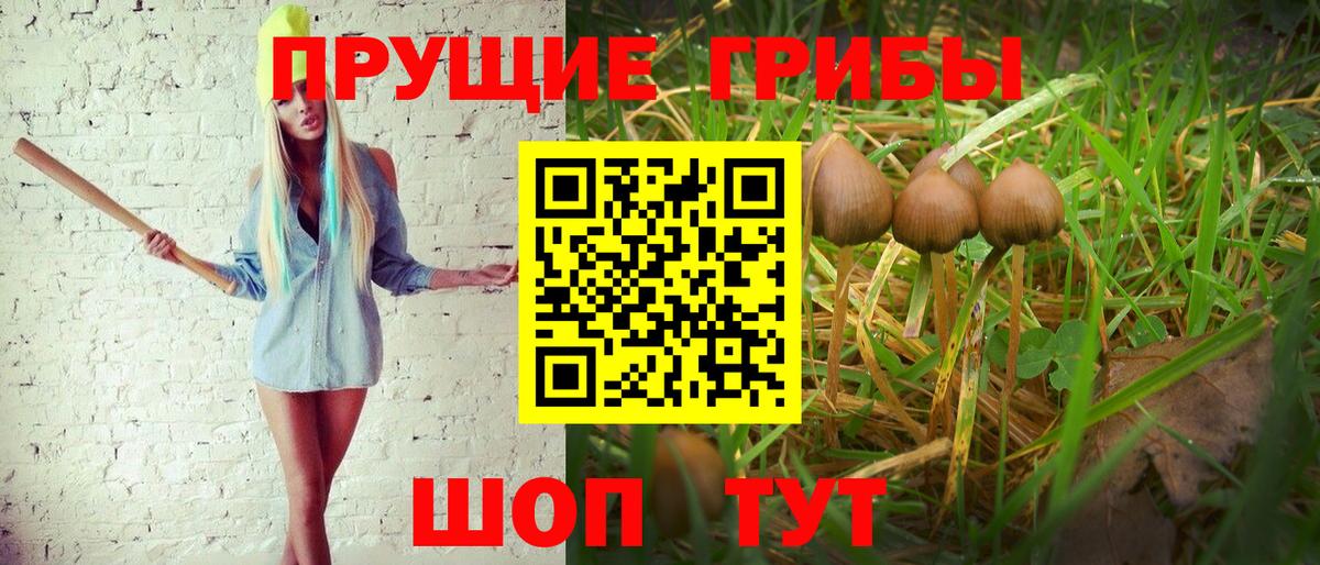 Борзя  Галлюциногенные грибы Cubensis  Вход с VPN  Галлюциногенные грибы мухоморы 
